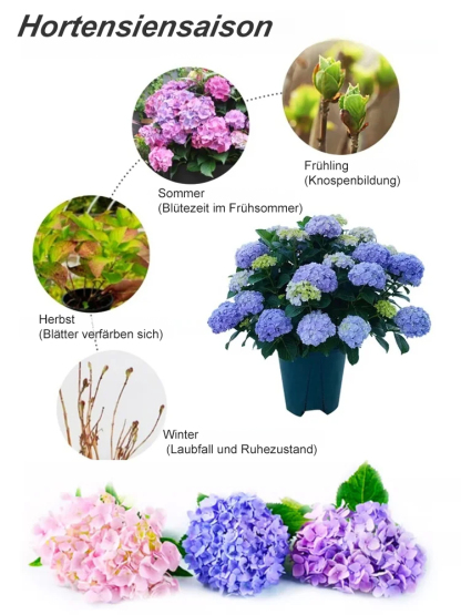 Die romantische Prachtblume Hydrangea🌱Auch Anfänger können garantiert Erfolg haben; Gartenneulinge können mit Zuversicht einkaufen