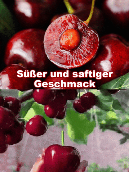🍒Seltene Kirschbaumsetzlinge, die im selben Jahr fruchtbar sind – Pflegeleicht und anfängerfreundlich