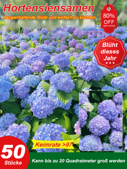 Die romantische Prachtblume Hydrangea🌱Auch Anfänger können garantiert Erfolg haben; Gartenneulinge können mit Zuversicht einkaufen
