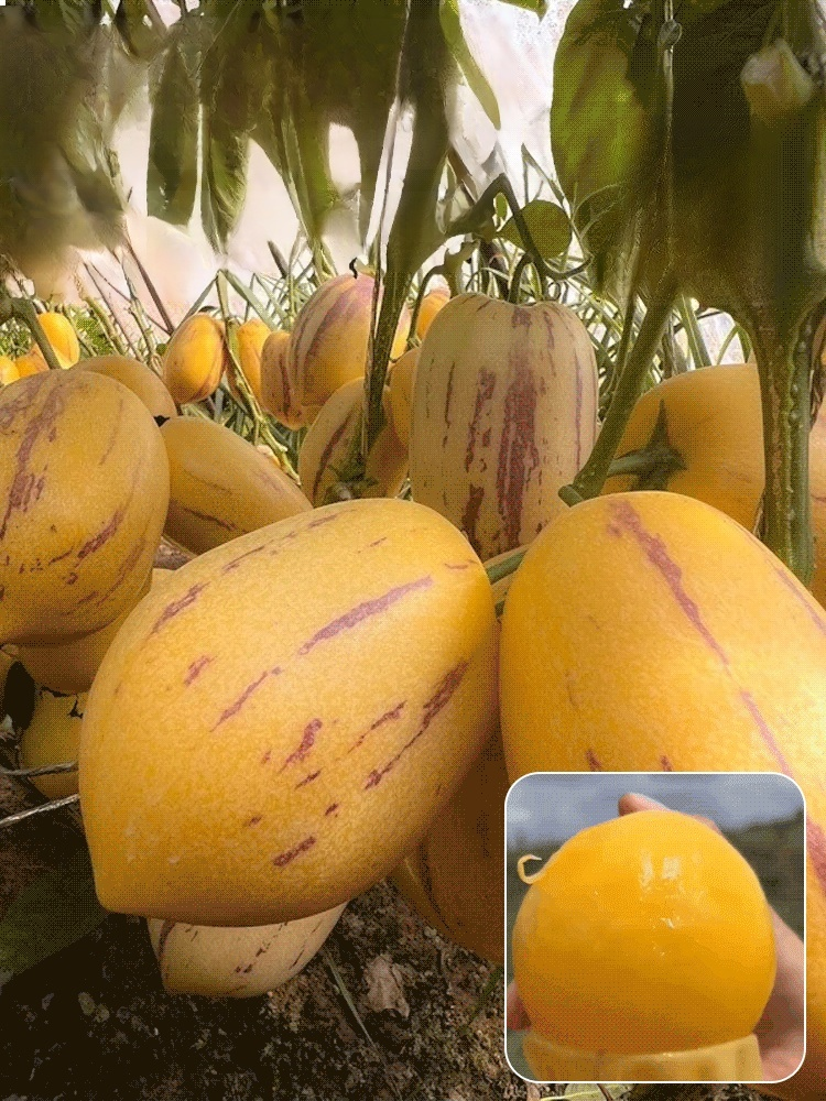 Golden ginseng fruit seeds with milky aroma