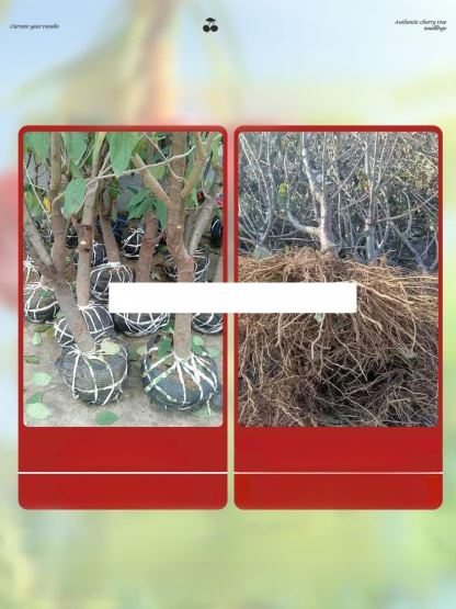 [100% Growth Guarantee] 4J XXL Mini Cherry Tomatoes | Harvest in the First Year | Perfect for Homes & Gardens | Cold-Hardy Down to -20°C | Vigorous Two-Year-Old Seedlings🍒