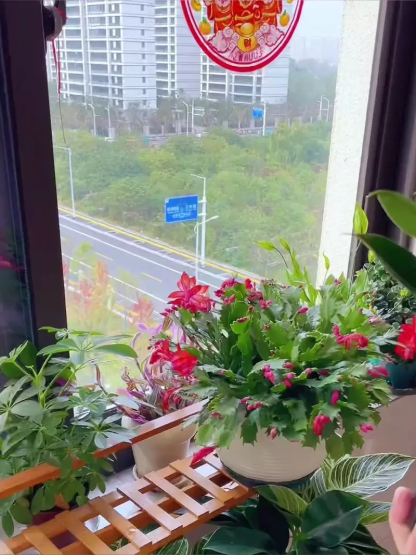 Golden Diamond Green Plants