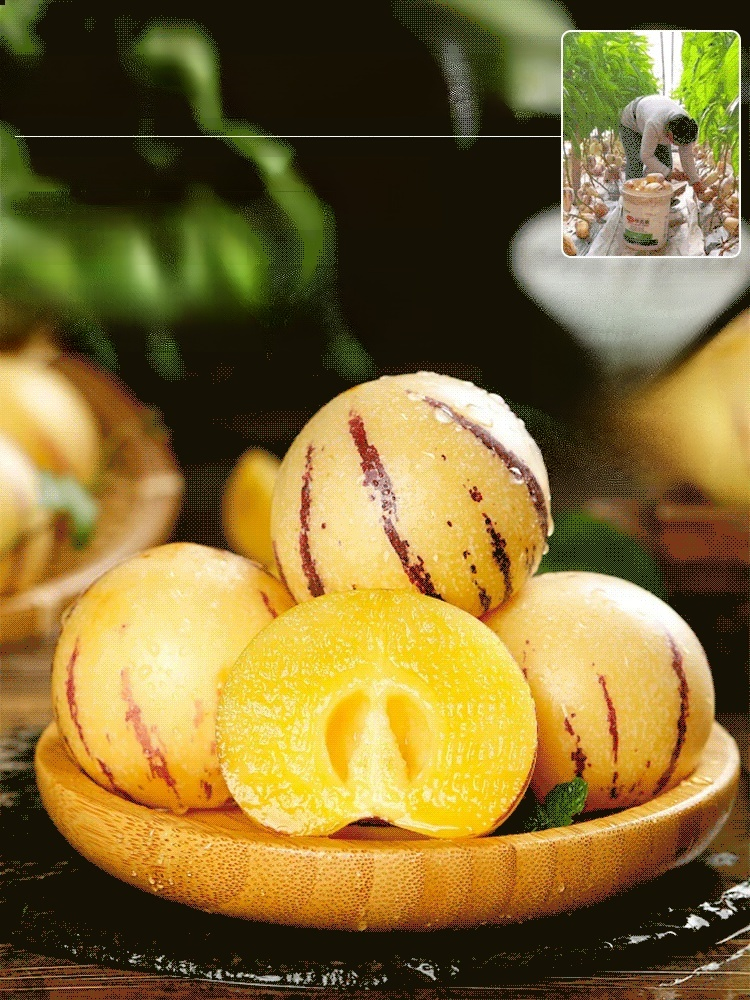 Golden ginseng fruit seeds with milky aroma