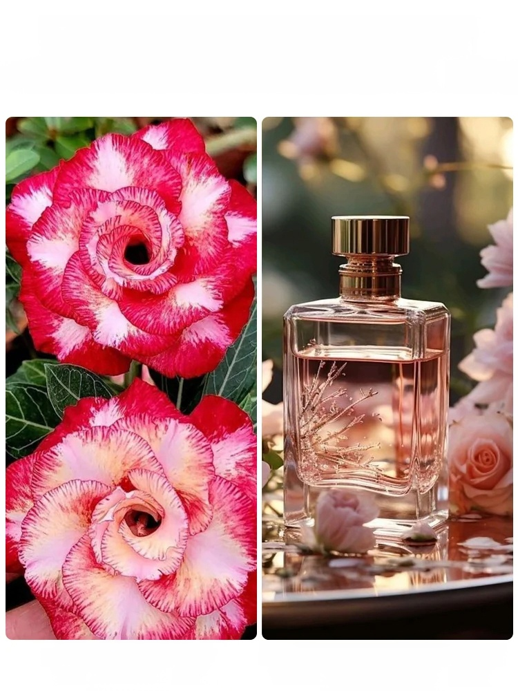 [Live 100 years with water] Desert Rose bulbs，This Desert Rose Blooms for 200 Days Without Water