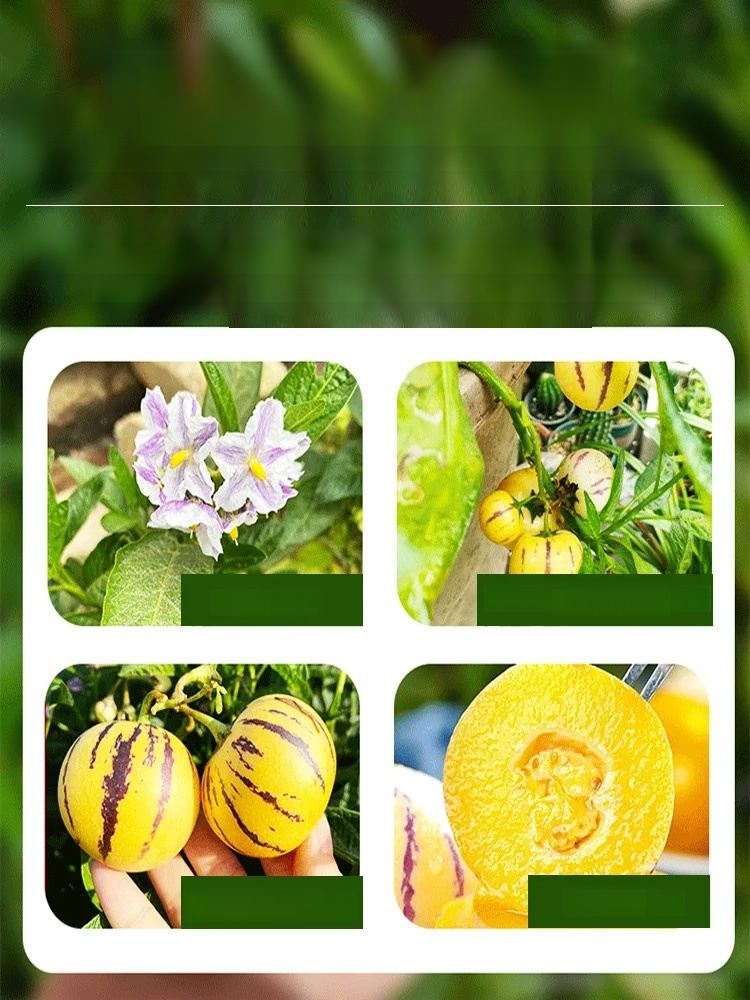 Golden ginseng fruit seeds with milky aroma