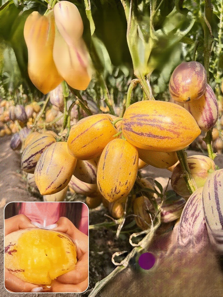 Golden ginseng fruit seeds with milky aroma
