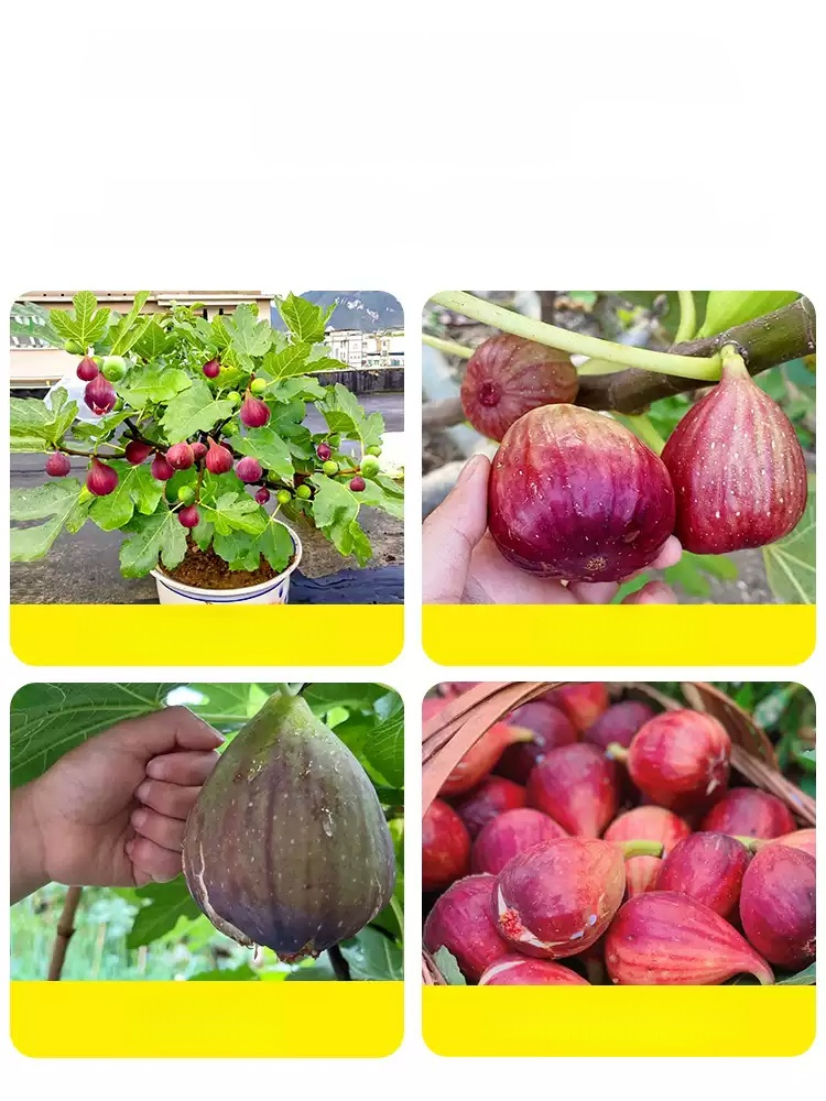[Enjoy fresh fruit daily] Fig seedlings imported from Greece