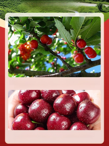 [100% Growth Guarantee] 4J XXL Mini Cherry Tomatoes | Harvest in the First Year | Perfect for Homes & Gardens | Cold-Hardy Down to -20°C | Vigorous Two-Year-Old Seedlings🍒