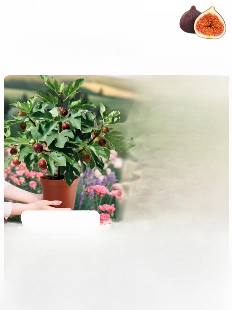 [Enjoy fresh fruit daily] Fig seedlings imported from Greece