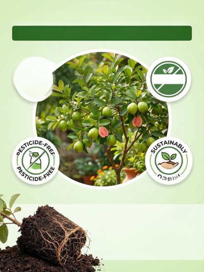 [Vitamin C Bomb] Organic Red Guava Saplings