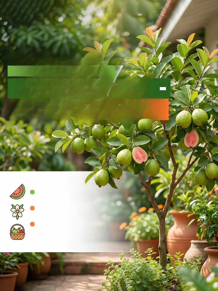 [Vitamin C Bomb] Organic Red Guava Saplings