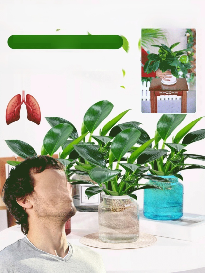 Golden Diamond Green Plants