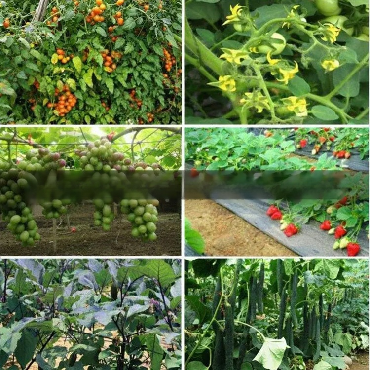 Controlled-Release Fertilizer for Flowers and Fruits