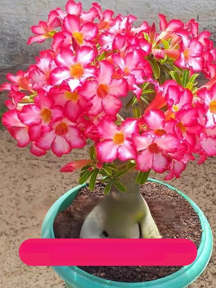 [Live 100 years with water] Desert Rose bulbs，This Desert Rose Blooms for 200 Days Without Water