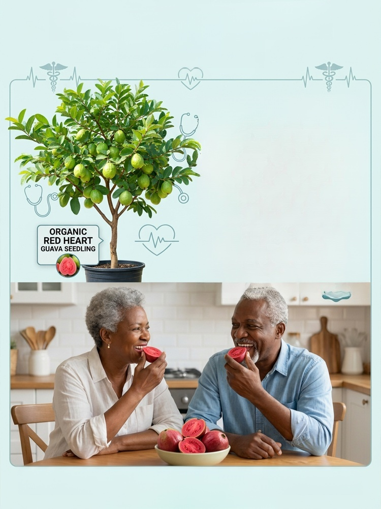 [Vitamin C Bomb] Organic Red Guava Saplings