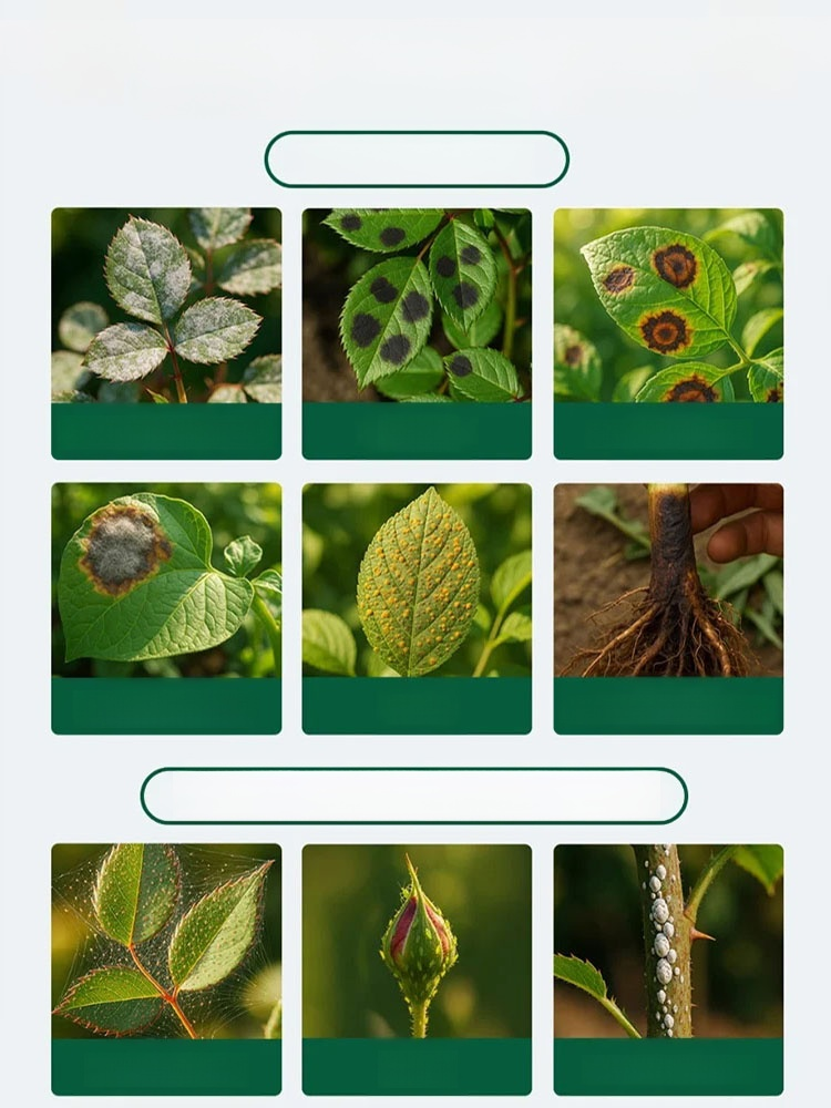 【A bottle diluted with 1000 jin of water】Plant and fruit tree garden clearing agent