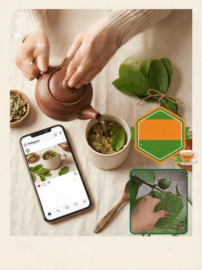 [Vitamin C Bomb] Organic Red Guava Saplings