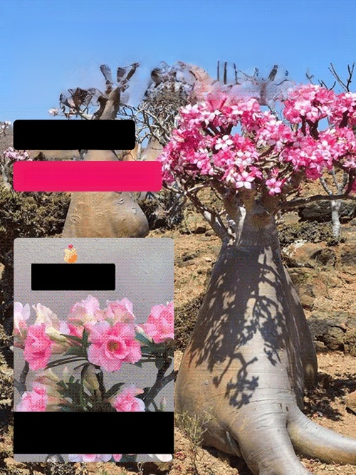 [Live 100 years with water] Desert Rose bulbs，This Desert Rose Blooms for 200 Days Without Water