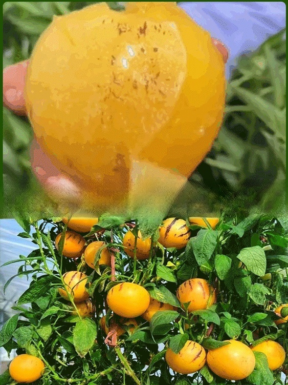 Golden ginseng fruit seeds with milky aroma