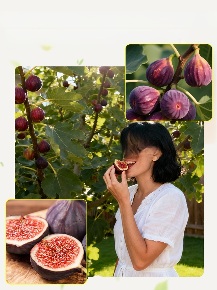 [Enjoy fresh fruit daily] Fig seedlings imported from Greece