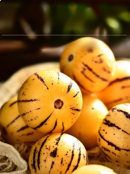 Golden ginseng fruit seeds with milky aroma