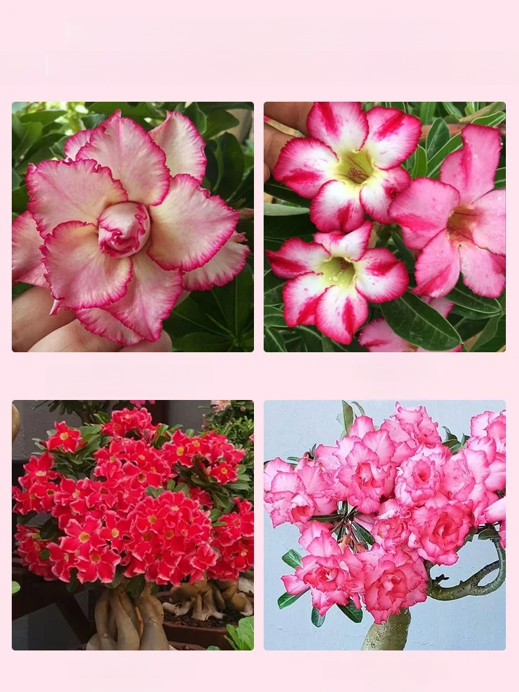 [Live 100 years with water] Desert Rose bulbs，This Desert Rose Blooms for 200 Days Without Water