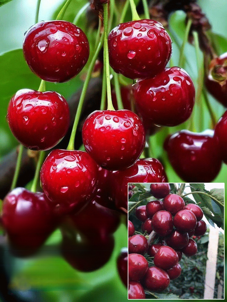 [100% Growth Guarantee] 4J XXL Mini Cherry Tomatoes | Harvest in the First Year | Perfect for Homes & Gardens | Cold-Hardy Down to -20°C | Vigorous Two-Year-Old Seedlings🍒