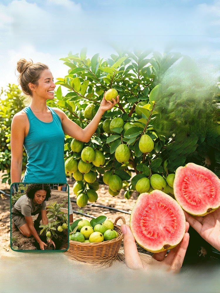 [Vitamin C Bomb] Organic Red Guava Saplings