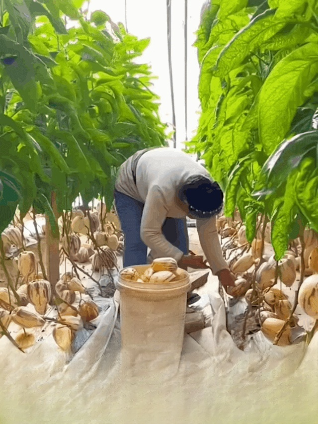 Golden ginseng fruit seeds with milky aroma