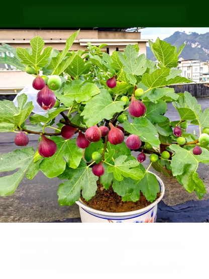 [Enjoy fresh fruit daily] Fig seedlings imported from Greece