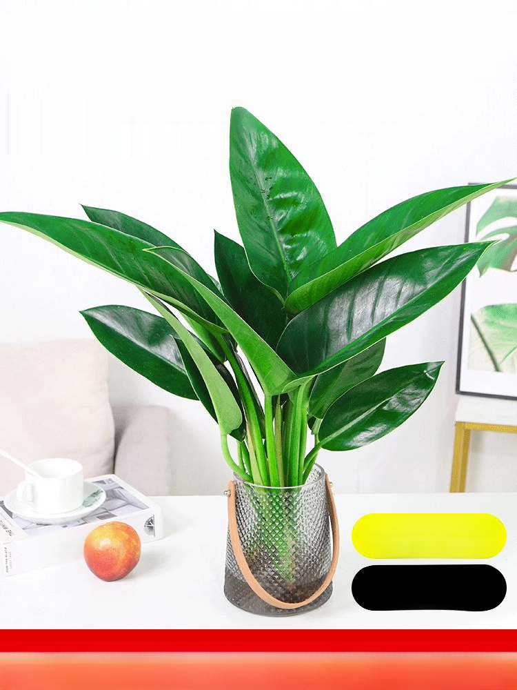 Golden Diamond Green Plants