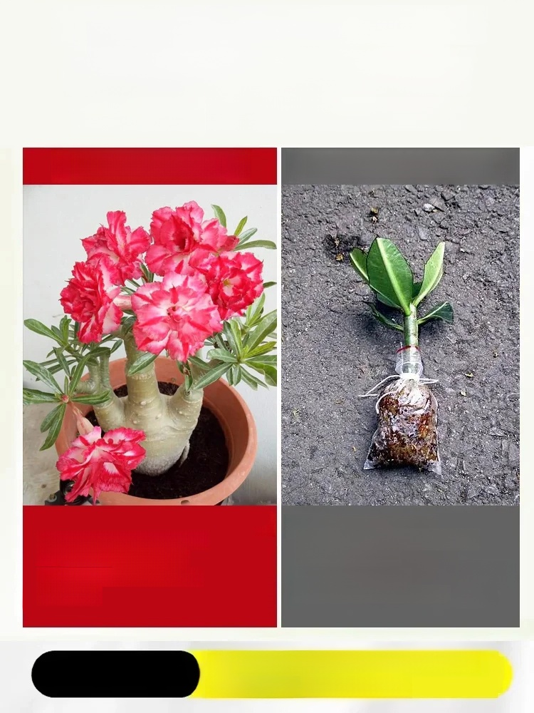 [Live 100 years with water] Desert Rose bulbs，This Desert Rose Blooms for 200 Days Without Water