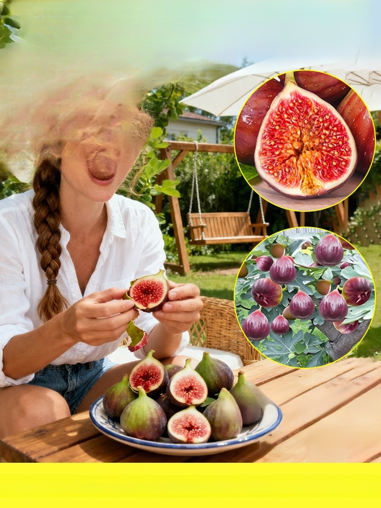 [Enjoy fresh fruit daily] Fig seedlings imported from Greece