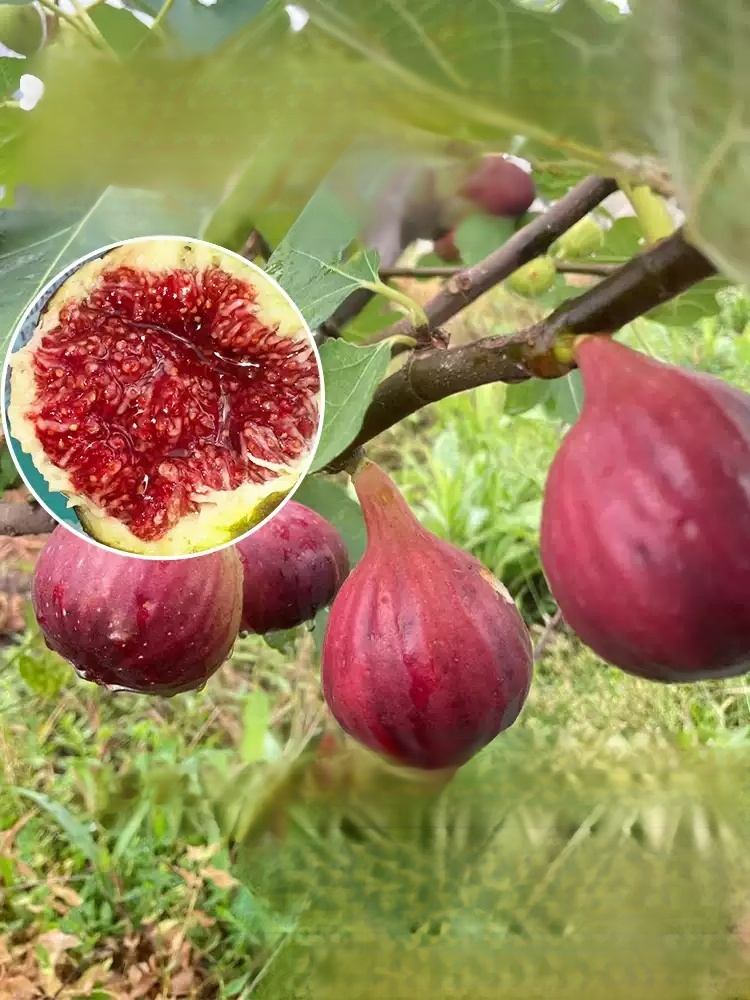 [Enjoy fresh fruit daily] Fig seedlings imported from Greece