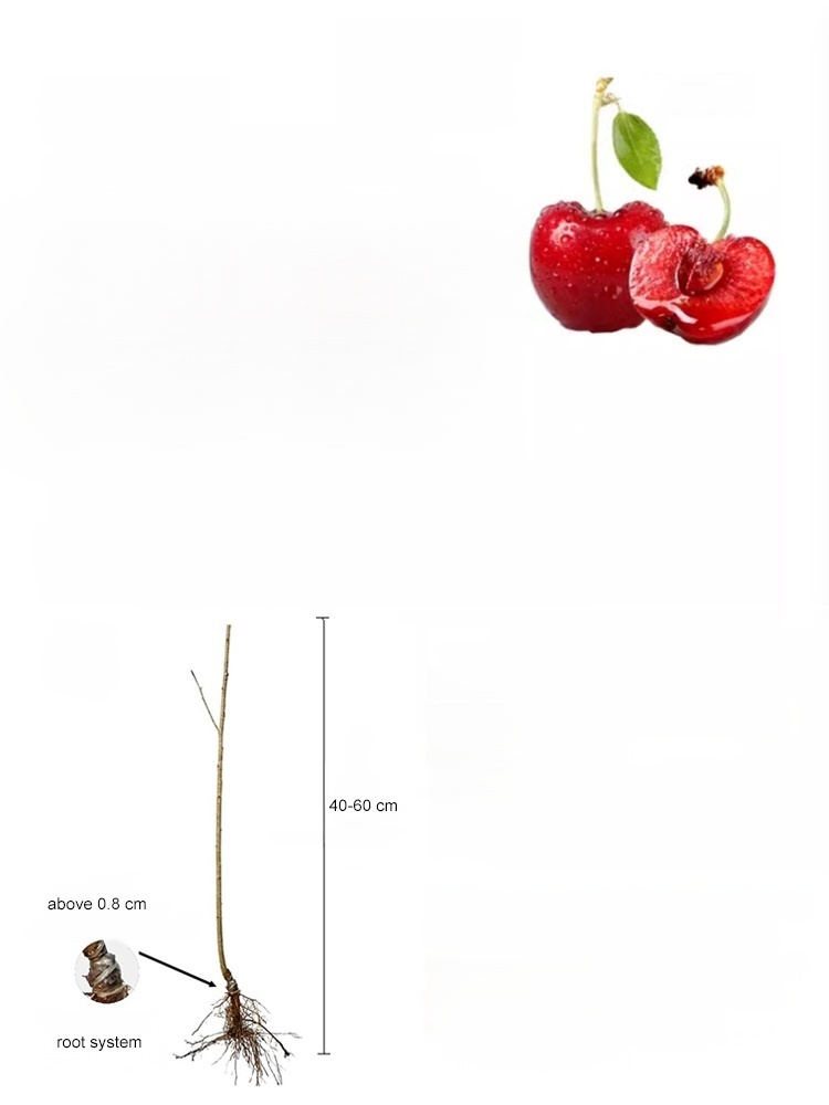 [100% Growth Guarantee] 4J XXL Mini Cherry Tomatoes | Harvest in the First Year | Perfect for Homes & Gardens | Cold-Hardy Down to -20°C | Vigorous Two-Year-Old Seedlings🍒