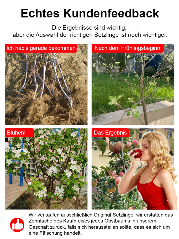 🌱Roter Fuji-Setzling - kinderleicht zu züchten! Mit Erde und Wasser garantiert anwachsend - sonst 5-fache Rückerstattung
