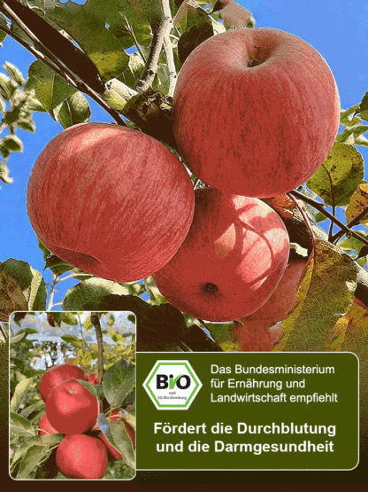 🌱Roter Fuji-Setzling - kinderleicht zu züchten! Mit Erde und Wasser garantiert anwachsend - sonst 5-fache Rückerstattung