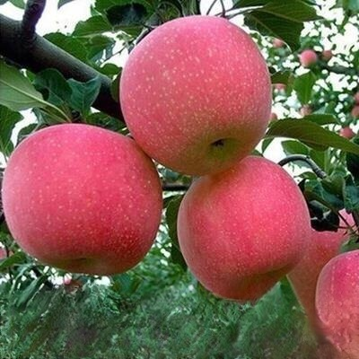 🌱Roter Fuji-Setzling - kinderleicht zu züchten! Mit Erde und Wasser garantiert anwachsend - sonst 5-fache Rückerstattung