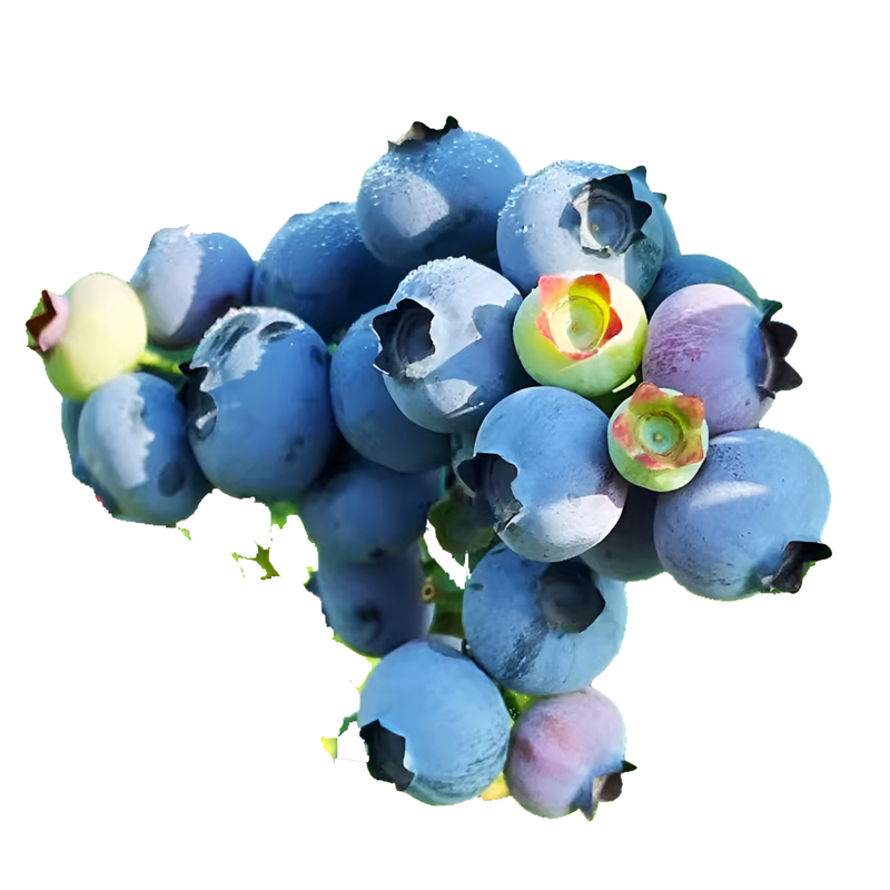 Blaubeerfrüchtesamen 