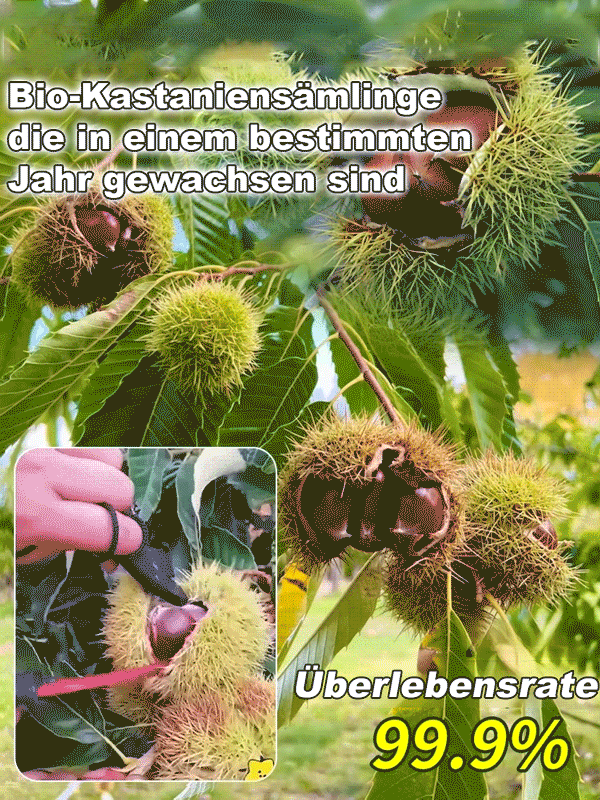 Da Hong Pao Kastanienbaumsetzling【Fruchtet bereits im zweiten Jahr!】