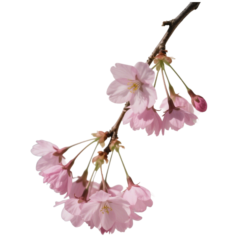 Hängende Apfelblüten-Samen