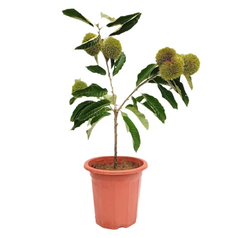 Da Hong Pao Kastanienbaumsetzling【Fruchtet bereits im zweiten Jahr!】