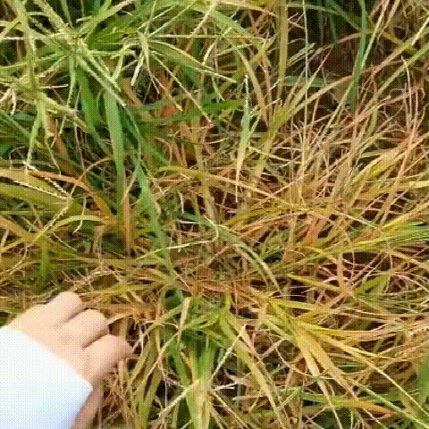 39bd95019c283e172436b263fdce6f85.gif