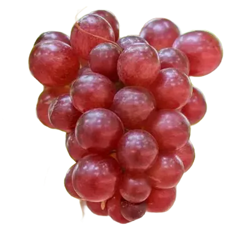 Nina Königin Traubenkern