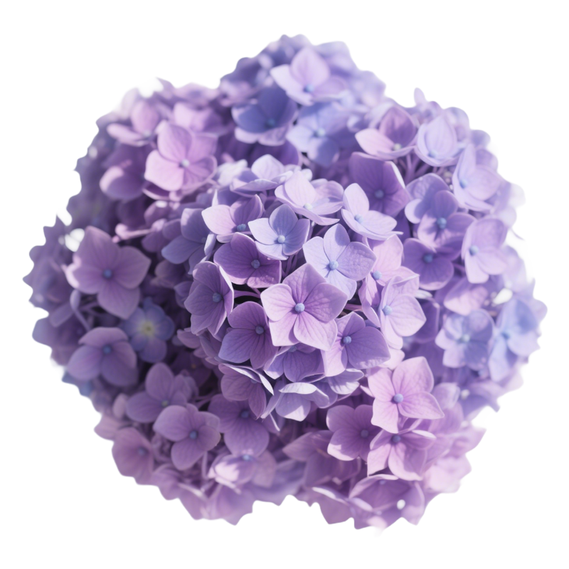 Hortensiensamen blühen das ganze Jahr über.