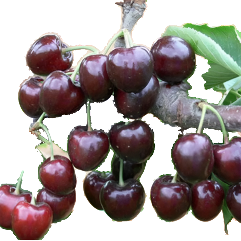 Hochwertige Kirschkerne