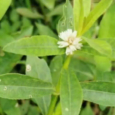 3c4c5f20115e73703a1601f6fd8f23f3.gif