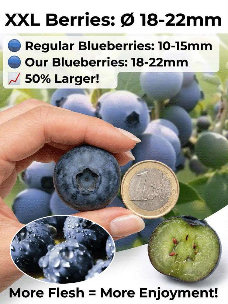No Fruit, Full Refund |Giant Organic Blueberry Tree 🫐 | 2-Year Established Plant | Harvest This June | Hardy | 10kg Yield | Eye Health 🌿