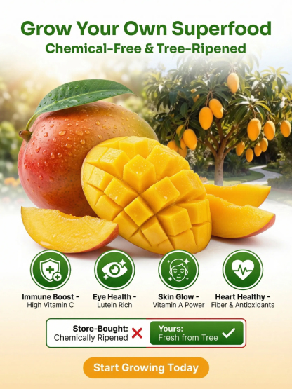 🥭 Cold Hardy Dwarf Mango Tree - 99% Survival Rate - Year 1 Harvest - Grow Anywhere in UK 🏠