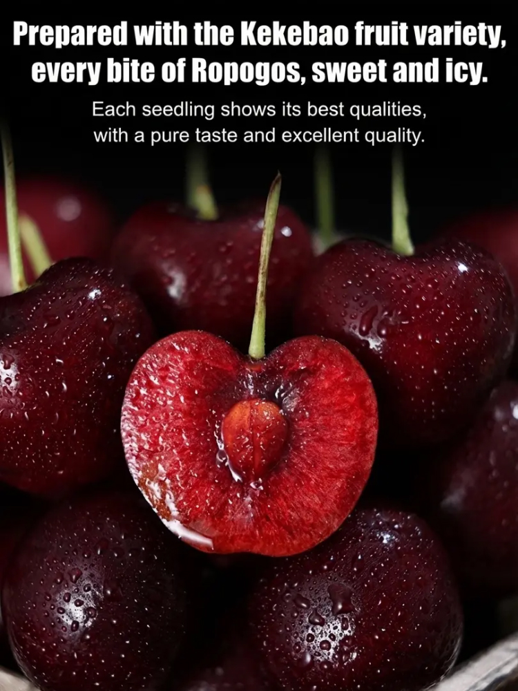 【No Fruit❓Full Refund❗】Regina Sweet Cherry Tree 🍒 | XXL Jumbo Fruit | 2-Year-Old Robust Sapling🌳| Harvest This May | Ideal for Balcony or Garden | Cold Hardy to -20℃